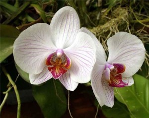 Декоративная орхидея