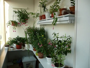 Декор балкона - растения